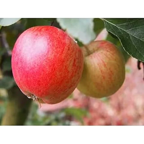 Dwarf Honeycrisp Apple Tree Bare