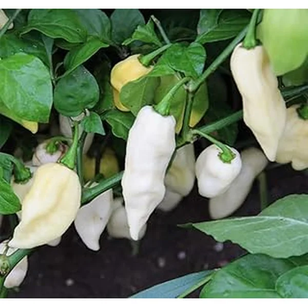 Pepper Jolokia Heirloom Premium Packet