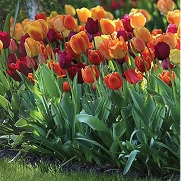 Brilliant Brilliant Varieties Guarantee Spectacular