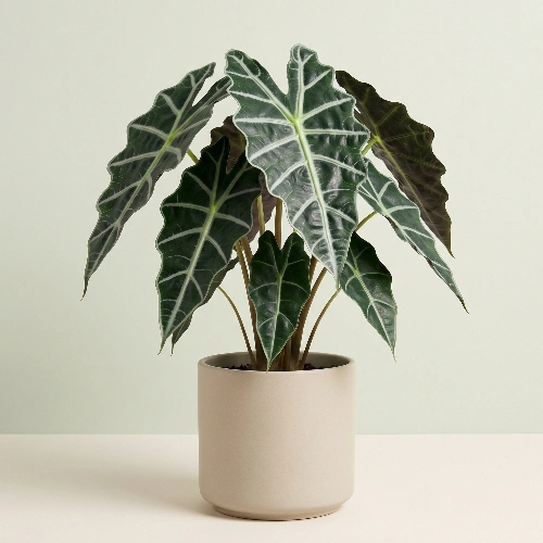 Alocasia