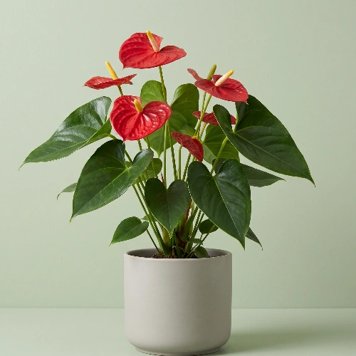 Anthurium