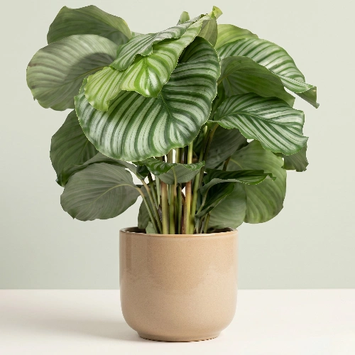 Calathea