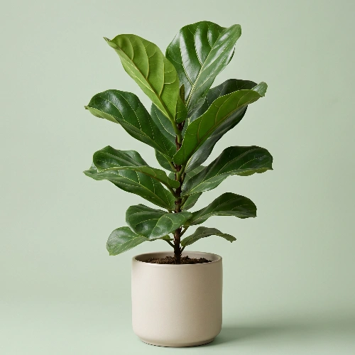 Fiddle leaf fig