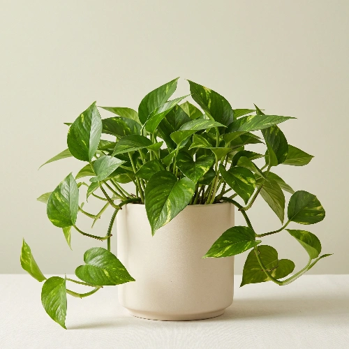 Pothos